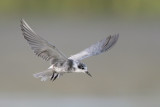 Black Tern