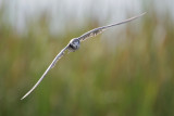 Black Tern