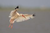 White Ibis