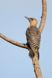 Red-bellied Woodpecker