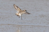 Wilsons Plover