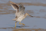 Short-billed Dowitcher