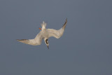 Forsters Tern