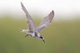 Black Tern