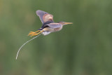 Least Bittern