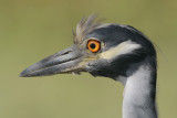 Yellow-crowned Night-Heron