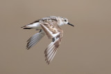 Sanderling