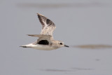 Black-bellied Plover