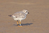 Piping Plover