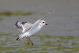 Piping Plover