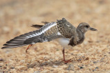 Ruddy Turnstone