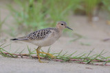 Buff-breasted Sandpiper