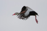 Black-bellied Whistling-Duck