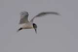 Least Tern