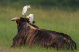 Cattle Egret