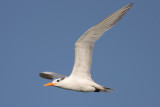 Royal Tern