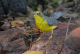 Canada Warbler