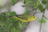 Yellow Warbler