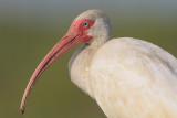 White Ibis