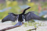 Anhinga