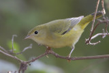 Yellow Warbler