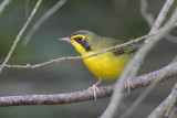 Kentucky Warbler