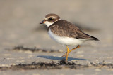 Semipalmated Plover