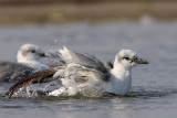 Laughing Gull