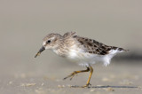 Least Sandpiper