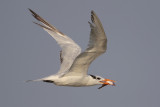 Royal Tern