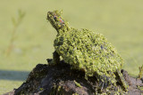 Red-eared Slider