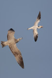 Herring Gull chasing Royal Tern