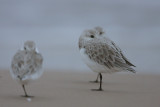 Sanderling