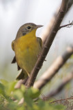 Common Yellowthroat