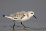 Sanderling