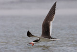 Black Skimmer