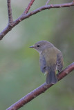 American Redstart