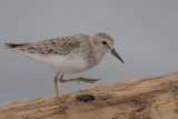 Least Sandpiper