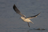 Laughing Gull