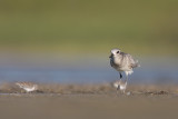 Black-bellied Plover