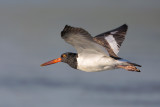 American Oystercatcher