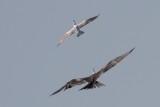 Magnificent Frigatebird chasing Royal Tern