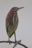 Green Heron