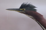 Green Heron