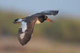 American Oystercatcher