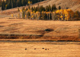 Lamar Valley, Yellowstone National Park, Wyoming, 2006