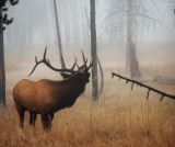 Sounding the bugle, Yellowstone National Park, Wyoming, 2006