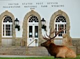 Catching a break, Mammoth Hot Springs, Yellowstone National Park, 2006