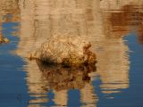 Tufa at dawn, Mono Lake, California, 2006