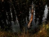 On Issa Lake, Yellowstone National Park, Wyoming, 2006